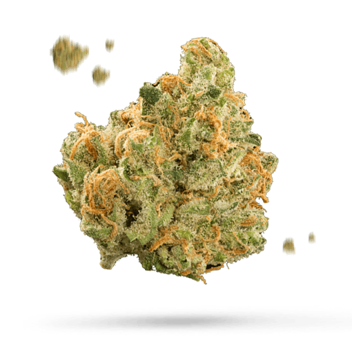 Sticky Orange XXL Samen - Autoflower - Sensi Seeds