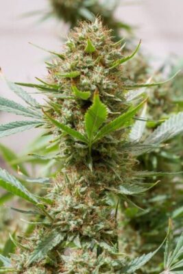 Strawberry Amnesia - Alchimia