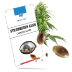 Strawberry Kush Samen - Feminisiert