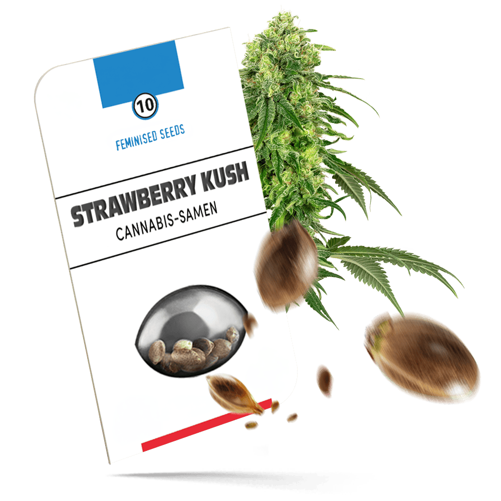 Strawberry Kush Samen - Feminisiert - Sensi Seeds