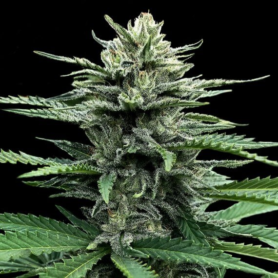 Strawnana aka Strawberry Banana Auto - Alchimia