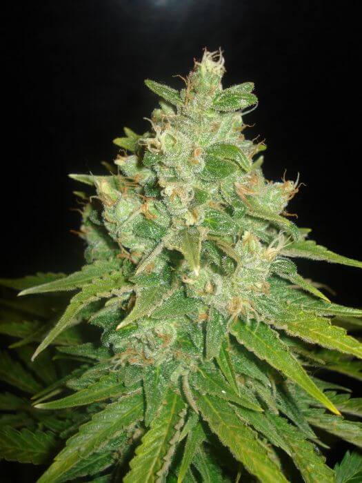 Sugar Black Rose - Alchimia