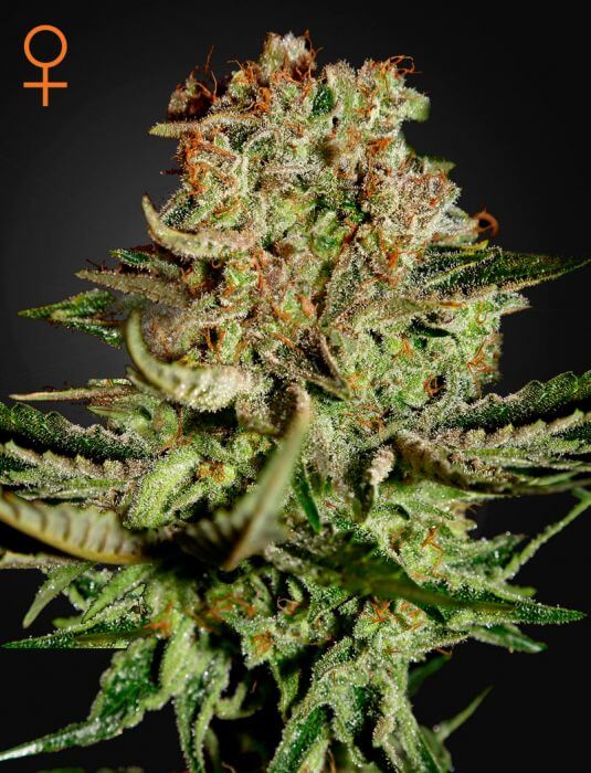 Super Bud - Alchimia