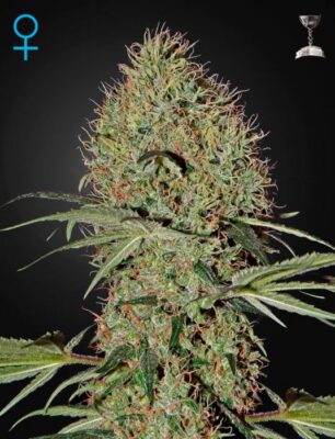 Super Bud Auto - Alchimia