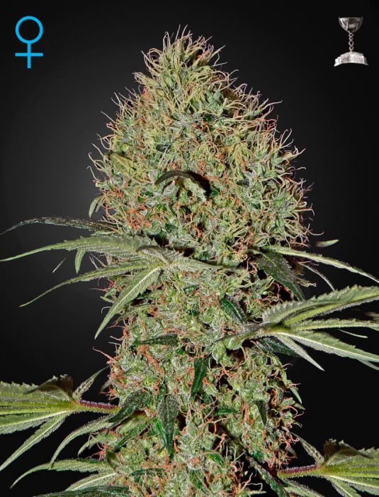 Super Bud Auto - Alchimia