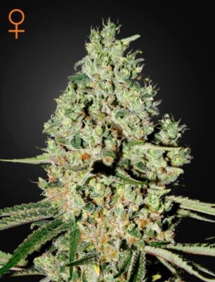 Super Critical - Alchimia