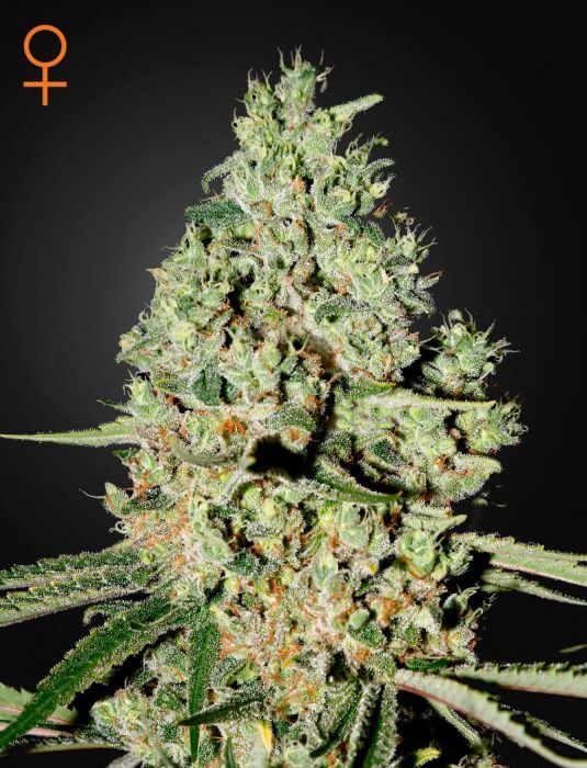 Super Critical - Alchimia