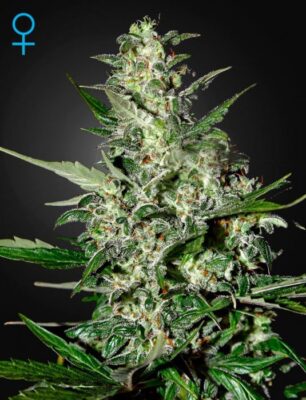 Super Critical Auto - Alchimia