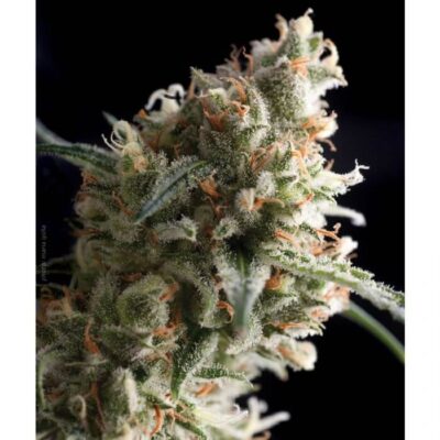 Super Hash - Alchimia