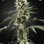 Super Lemon Haze