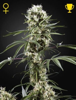 Super Lemon Haze - Alchimia