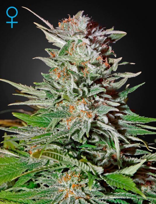 Super Lemon Haze Auto - Alchimia