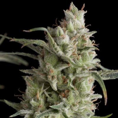 Super OG Kush - Alchimia
