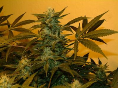 Super Silver Bilbo - Alchimia