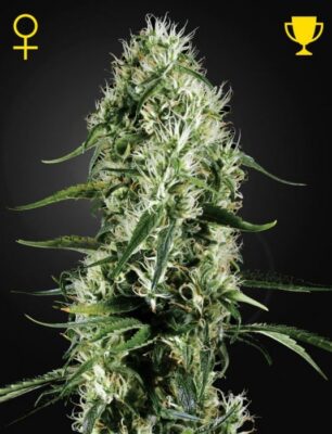 Super Silver Haze - Alchimia