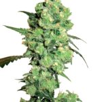 Super Skunk