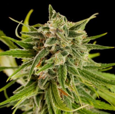 Sweet Deep Grapefruit - Alchimia