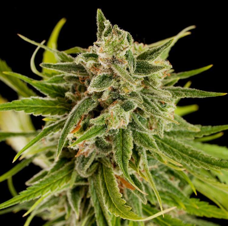 Sweet Deep Grapefruit - Alchimia