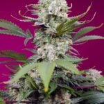Sweet Mandarine Zkittlez XL Auto
