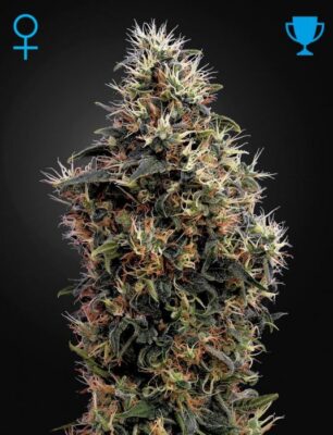 Sweet Mango Auto - Alchimia