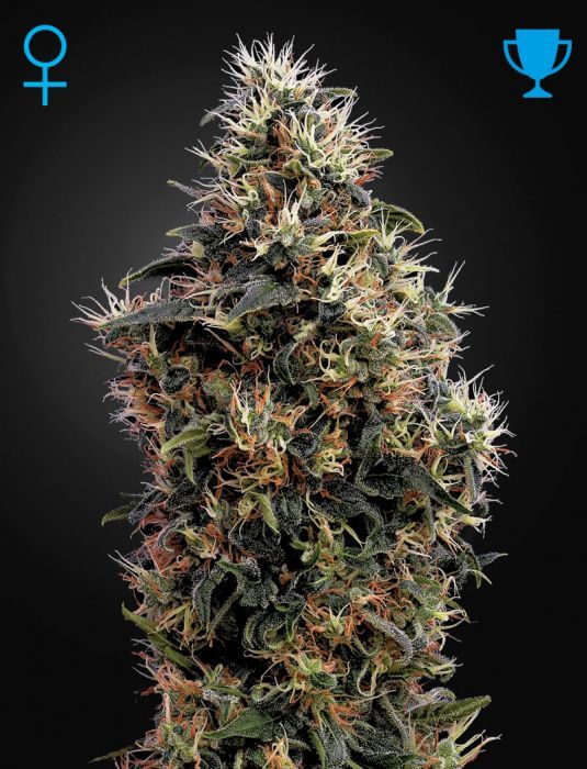 Sweet Mango Auto - Alchimia