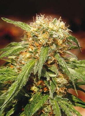 Sweet Tai - Alchimia