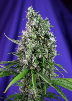 Sweet Trainwreck Auto - Alchimia