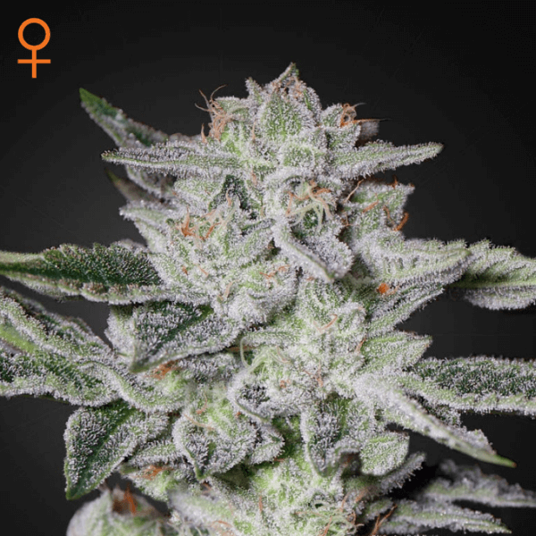 Sweet Valley Kush - Alchimia