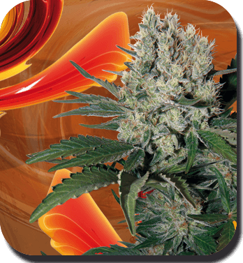 Syrup - Auto - Alchimia