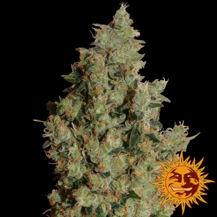 Tangerine Dream - Alchimia
