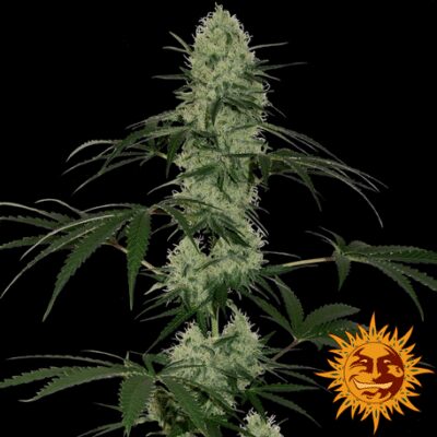 Tangerine Dream Auto - Alchimia