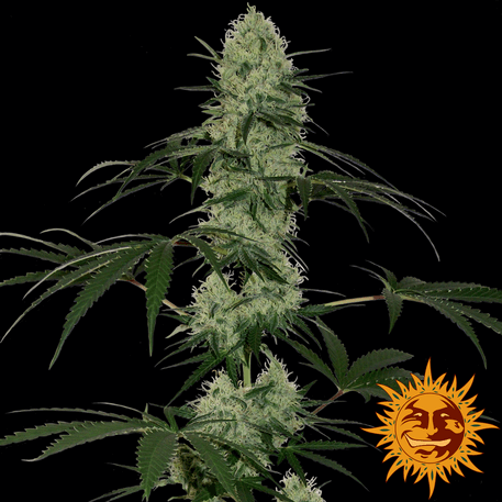 Tangerine Dream Auto - Alchimia