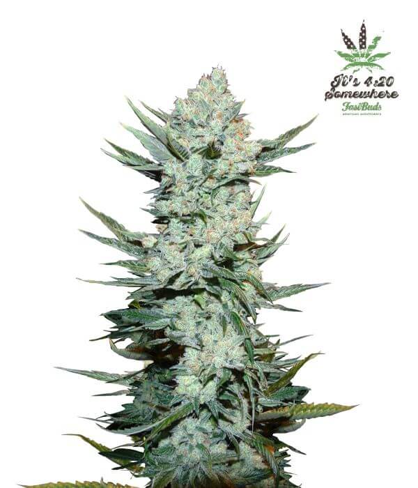 Tangie Auto - Alchimia