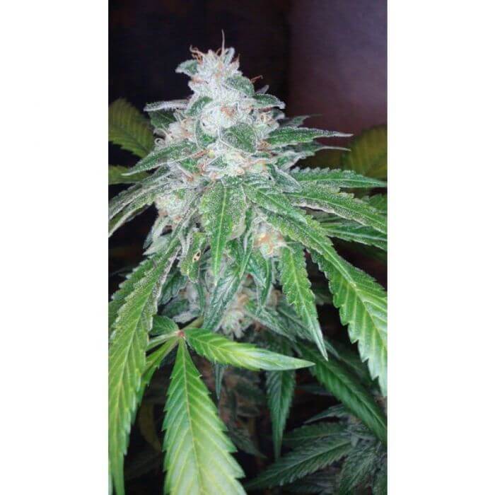 The OG 18 - Alchimia