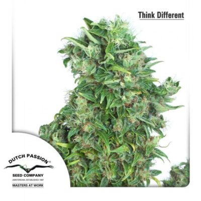 Think Different - Alchimia