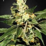 TrainWreck