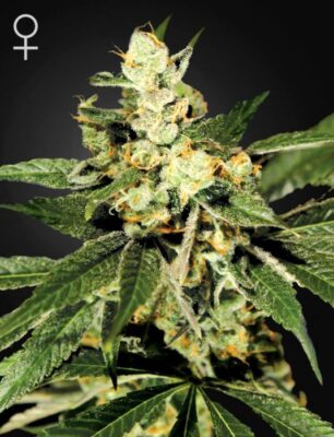 TrainWreck - Alchimia