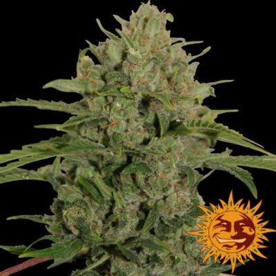 Triple Cheese - Alchimia