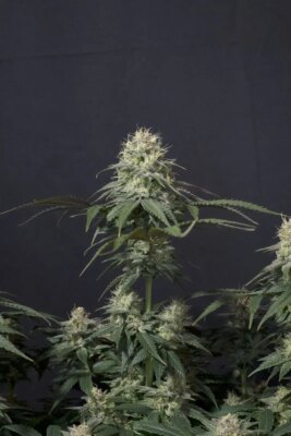 Tropicana Cookies FF - Alchimia