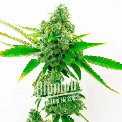 True OG - Blimburn Seeds - Alchimia