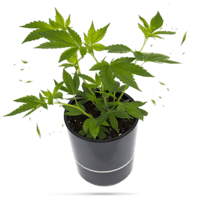 Wappa Steckling – Weedforfriends
