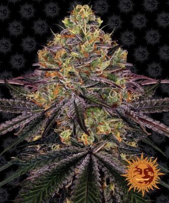 Watermelon Zkittlez - Alchimia