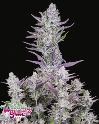 Wedding Glue Auto - Alchimia