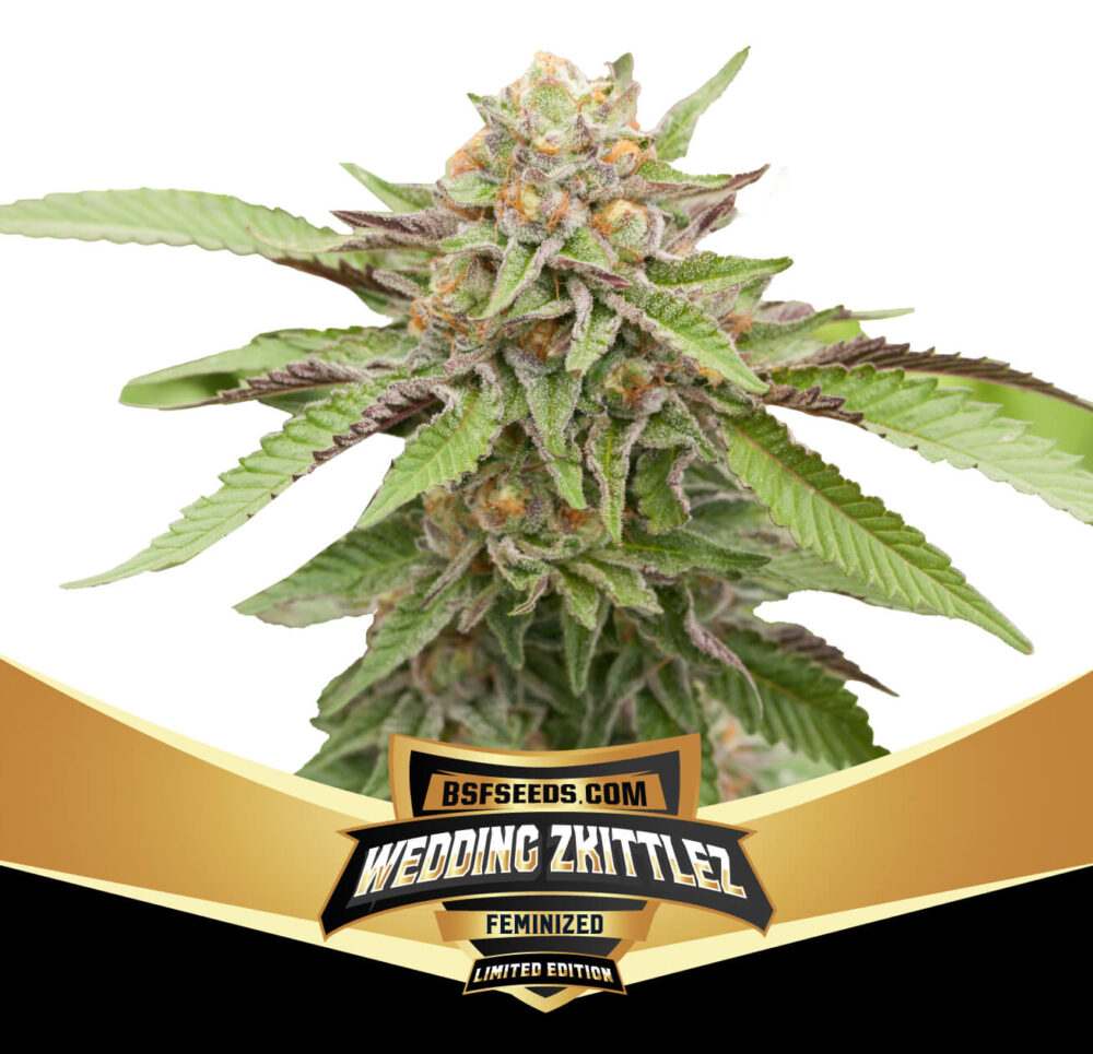 Wedding Zkittlez - Alchimia