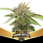 Wedding Zkittlez
