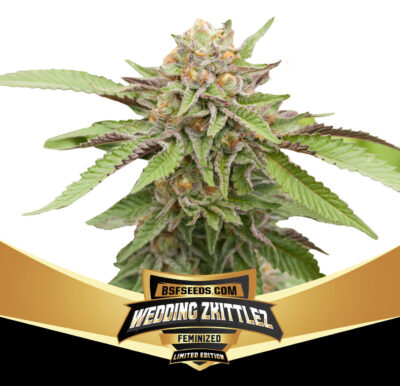 Wedding Zkittlez - Alchimia