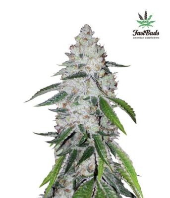 West Coast OG - Alchimia