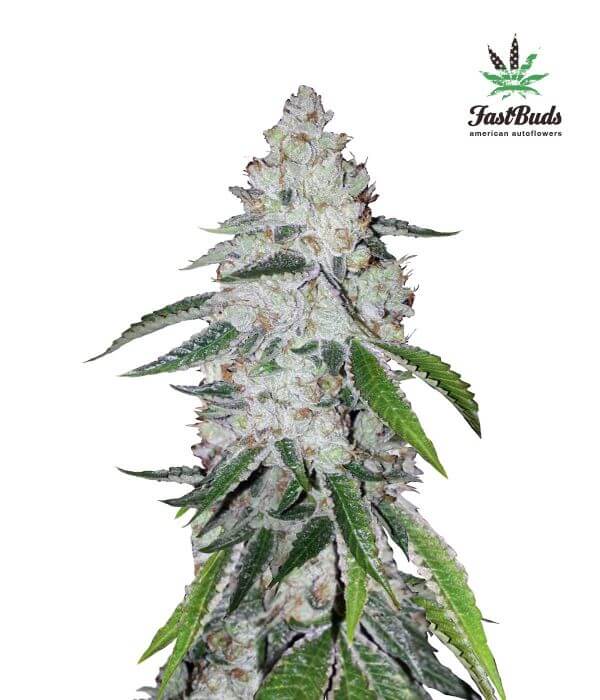 West Coast OG - Alchimia
