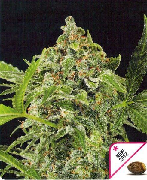 White Cheese Automatic - Alchimia