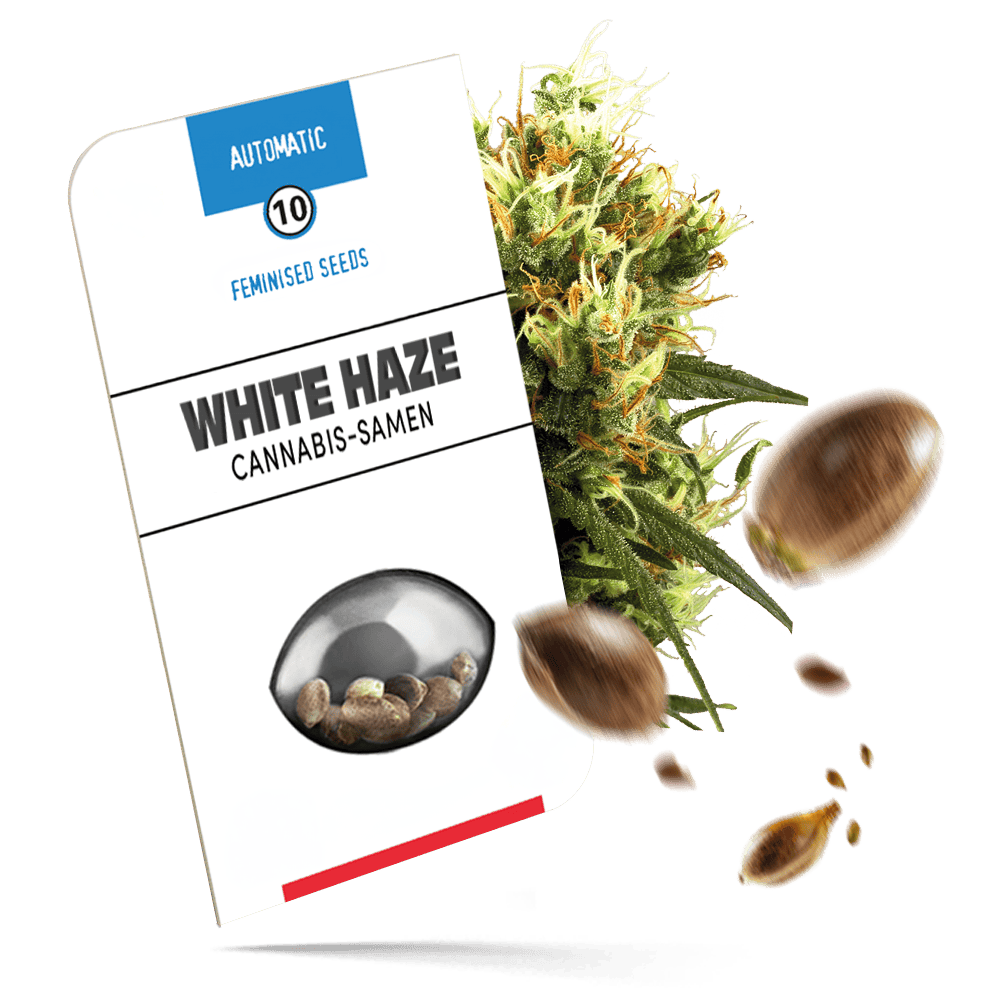 White Haze Samen - Autoflower - Sensi Seeds